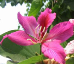 Bauhina Blakeana